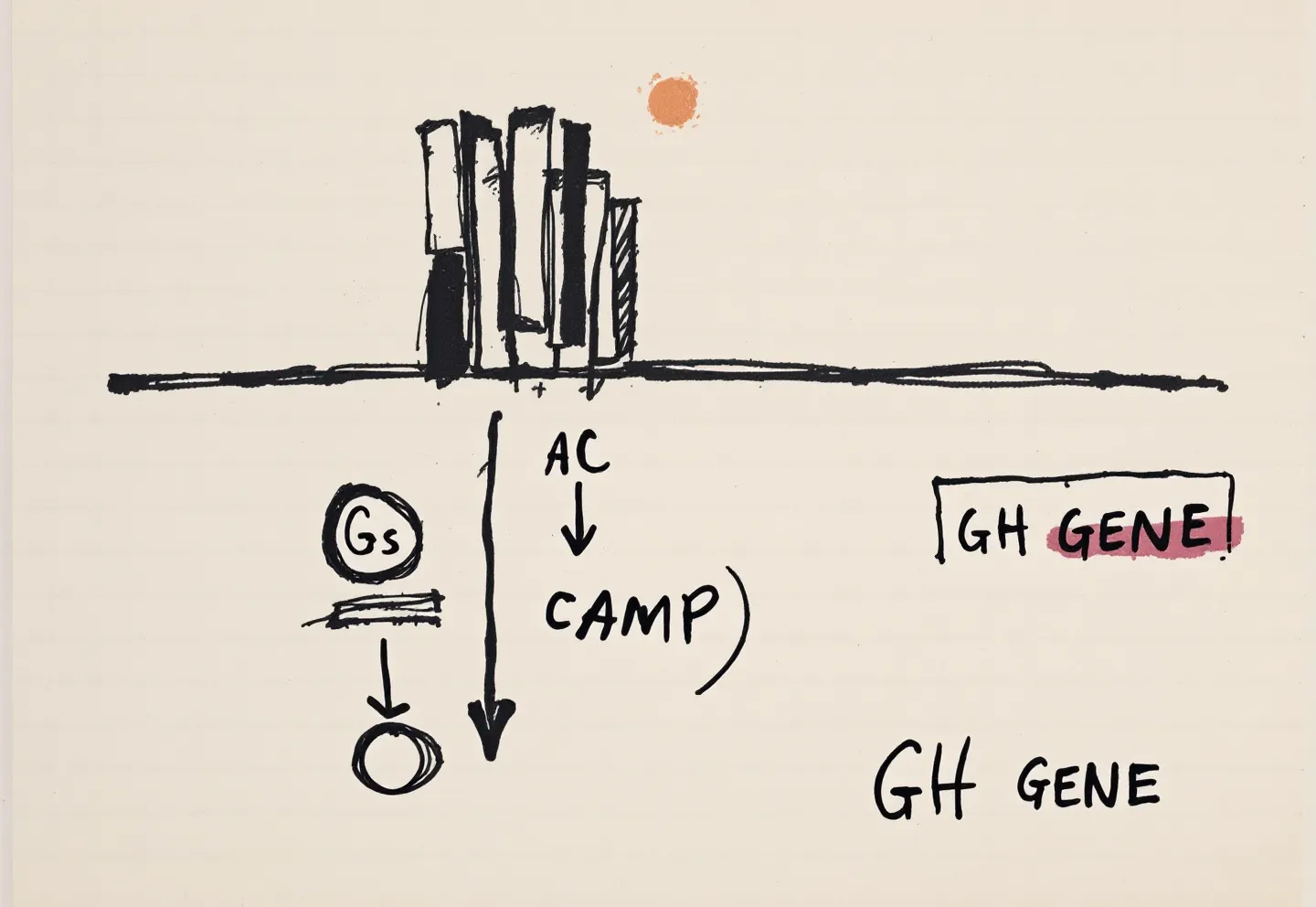 Mechanism — GHRH receptor agonism, end to end